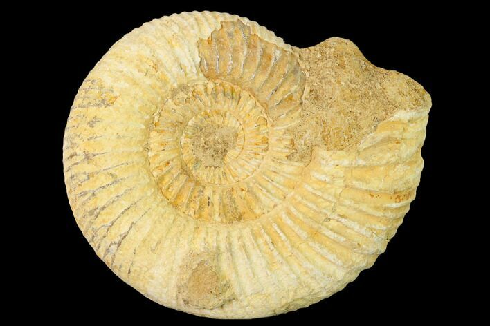 Jurassic Ammonite (Perisphinctes) Fossil - Madagascar #140405